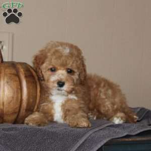 Pumpkin Spice, Bich-Poo Puppy